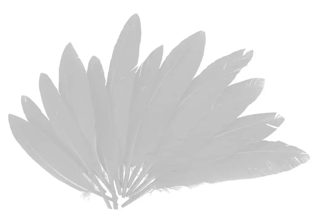 PLUMAS INDIO BLANCAS 25MMX140MM.60UD