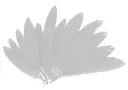 PLUMAS INDIO BLANCAS 25MMX140MM.60UD