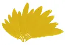PLUMAS INDIO AMARILLAS 25MMX140MM.60UD 